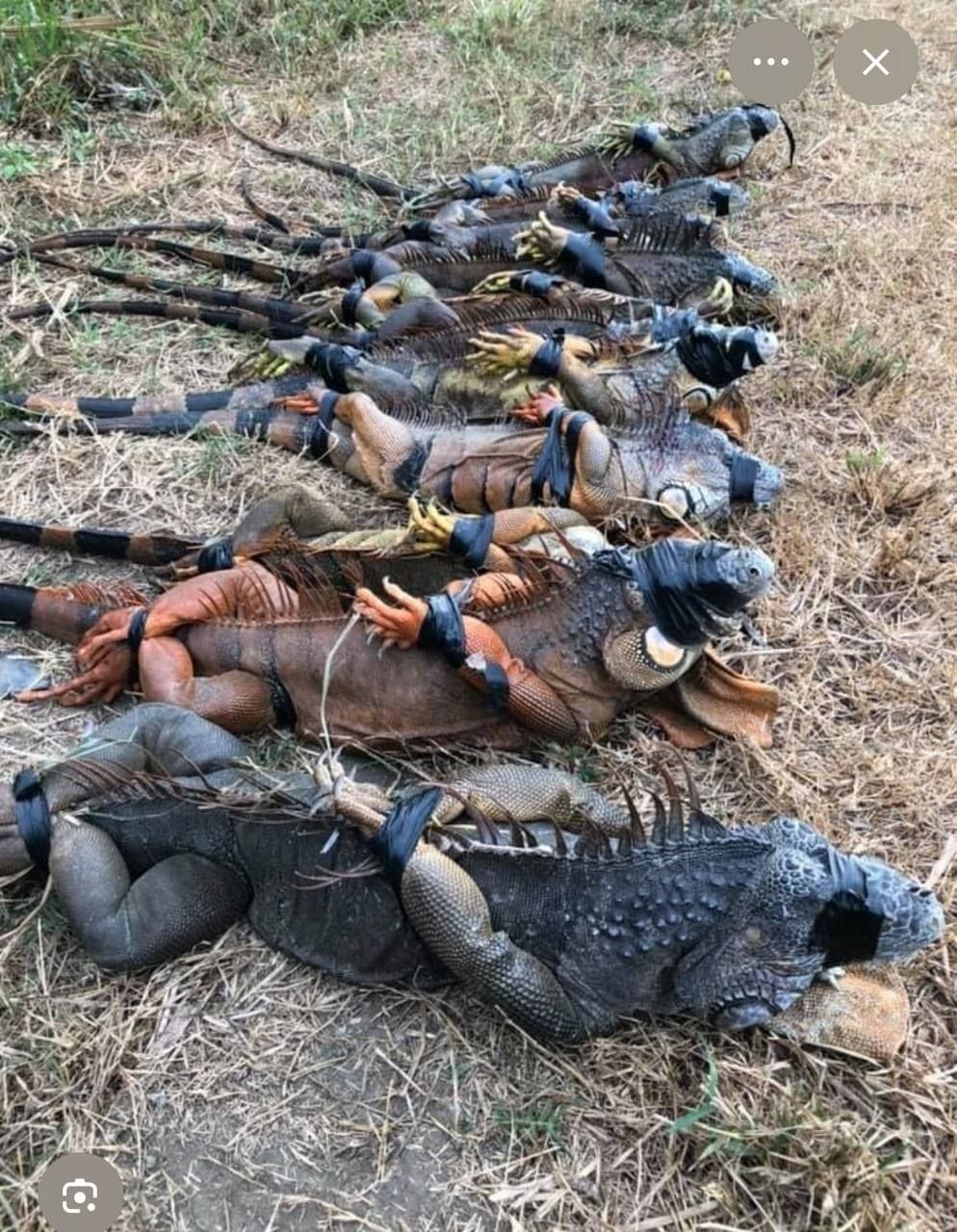 送给那些热衷于随手拍、乱曝光的“摄影师”们 大家都在泥潭里,别活成最可悲的那一个